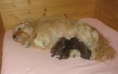 Maïa et ses bébés